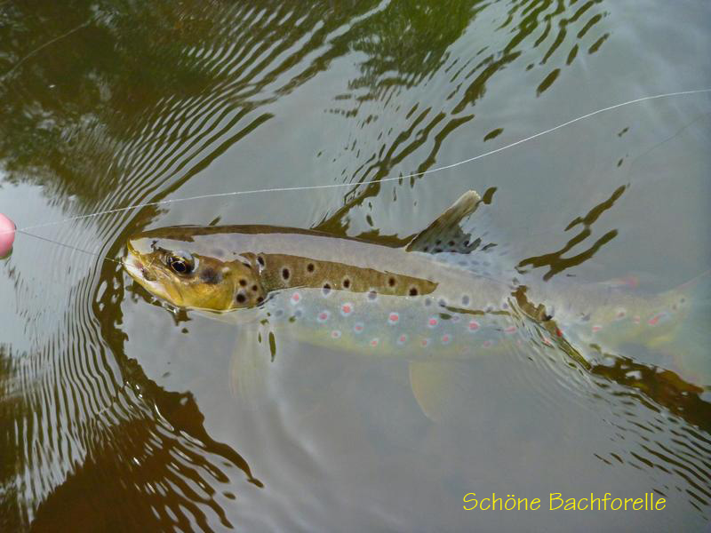 Bachforelle